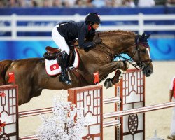 stallion Tresor d'Opaline (Belgian Warmblood, 1996, from Major de la Cour)