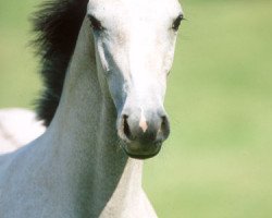 broodmare U-Cassina (Holsteiner, 2004, from Cassini I)