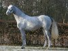 stallion Cronau 2 (Westphalian, 2008, from Cristallo I)