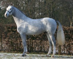 stallion Cronau 2 (Westphalian, 2008, from Cristallo I)