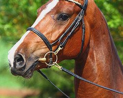 broodmare Tiara 39 (Holsteiner, 2003, from Caretino)