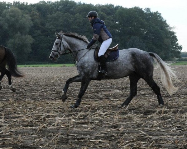 jumper Crystal Lady (Westphalian, 2007, from Cristallo I)