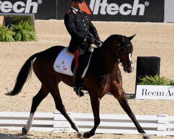 horse Apollo VD Wendi Kurt Hoeve (Belgian Warmblood, 2000, from Polidiktus van de Helle)