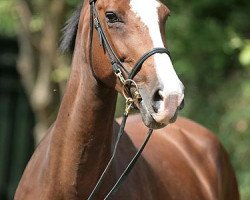 broodmare Charlotta (Holsteiner, 1991, from Calypso II)