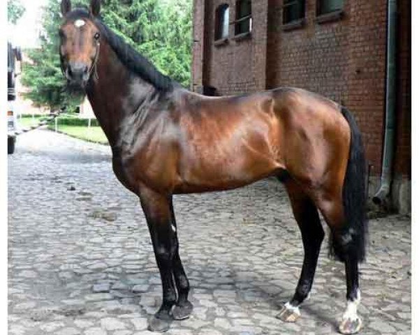 stallion Corvus (Zangersheide riding horse, 2000, from Caretano Z)