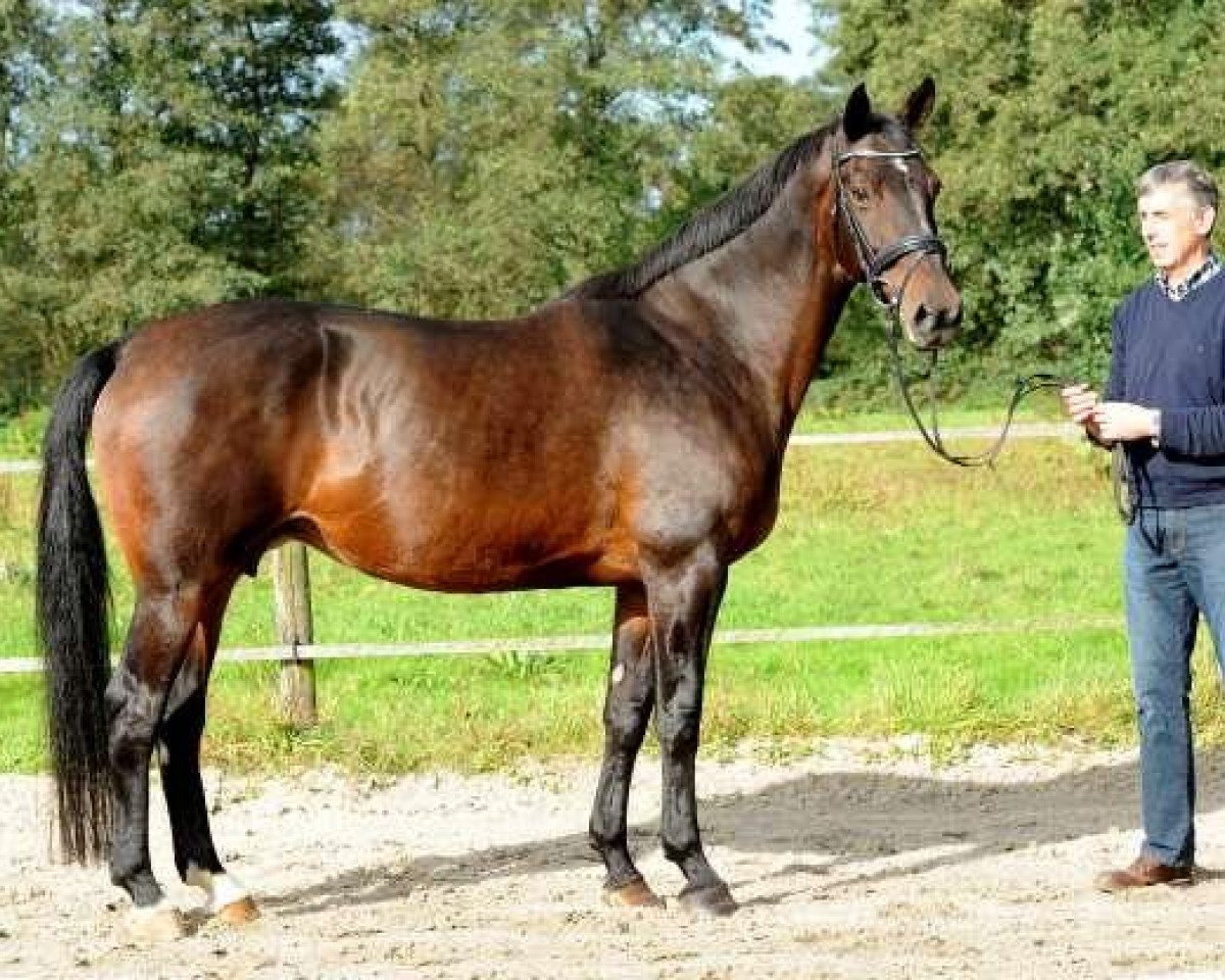 Zuchtstute Lominka (KWPN (Niederländisches Warmblut), 1993, von Glendale)