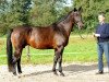 broodmare Lominka (KWPN (Royal Dutch Sporthorse), 1993, from Glendale)
