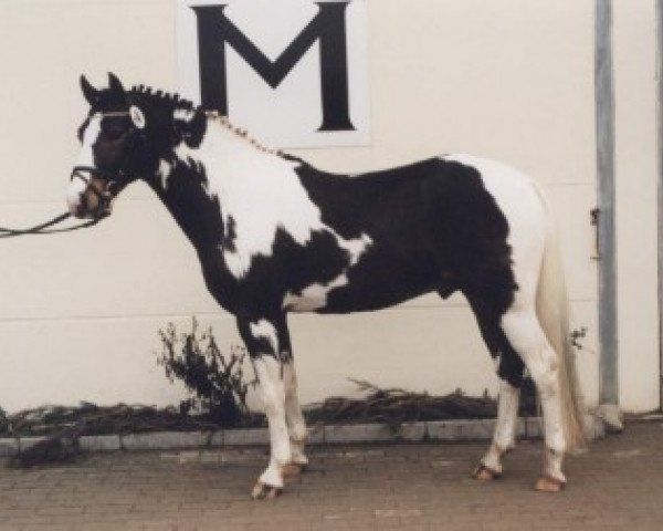 stallion Schabernack (Lewitzer, 1995, from Sazar)
