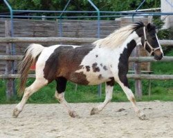 broodmare Paquita (Lewitzer, 1994, from Sazar)