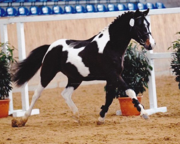 stallion Sho Master (Lewitzer, 2007, from Shamani)