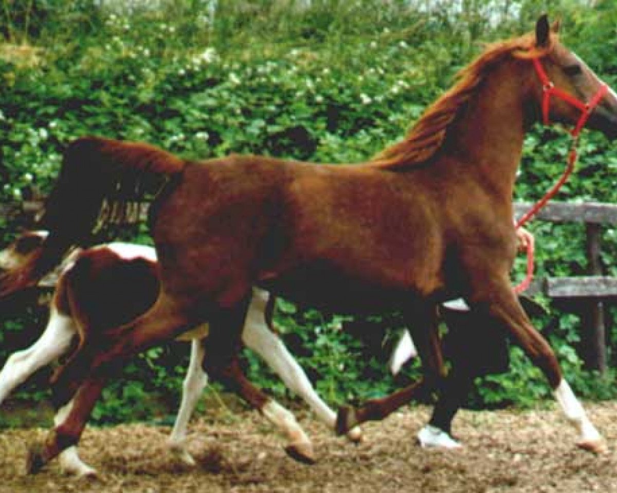 broodmare SA Monevka ox (Arabian purebred, 1995, from Gomel ox)