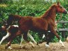 broodmare SA Monevka ox (Arabian thoroughbred, 1995, from Gomel ox)