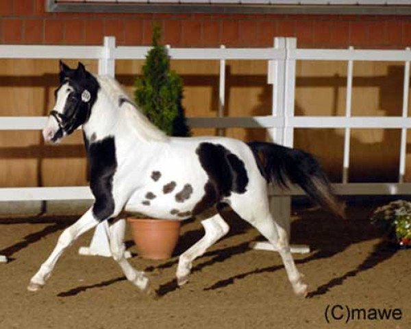 Pferd Petagon Lewitzer (Lewitzer, 2007, von Pandur)