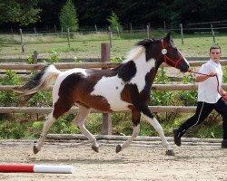 broodmare La Korah (Lewitzer, 2000, from Shamani)