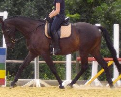 Zuchtstute Laodike (Trakehner, 2006, von Finley M)