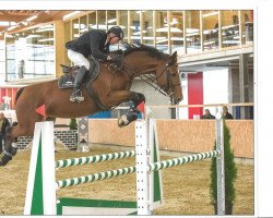 broodmare Lordana (Oldenburg show jumper, 2006, from Lordanos)