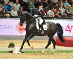 stallion Romeo-Star (Hanoverian, 2000, from Romantic Star)