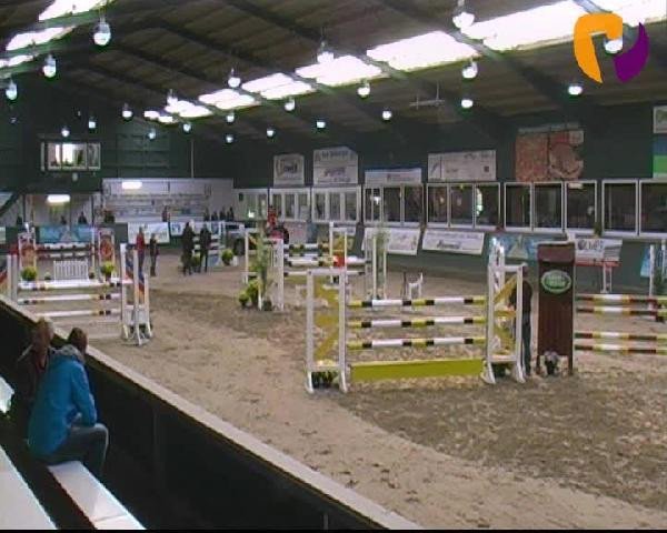 Springpferd Albertina P (Hessisches Warmblut, 2006, von Armitage)