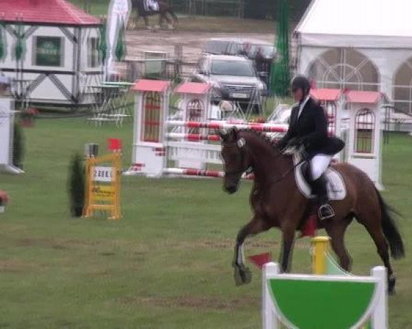 jumper Chi Wan (Hanoverian, 2006, from Concetto)