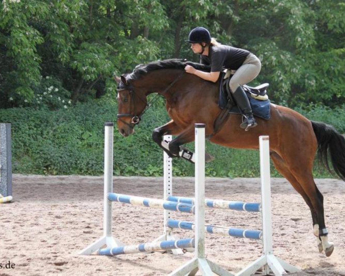 jumper Caius 8 (Holsteiner, 2006, from Cayetano L)