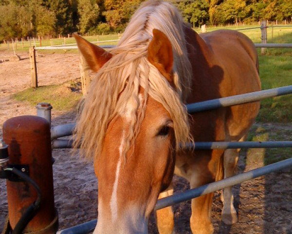 Springpferd Nando 433 (Haflinger, 2002, von Nebos I (3,125% ox))