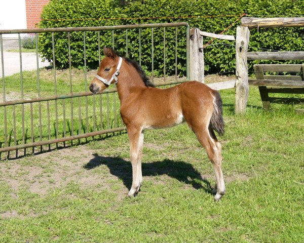 dressage horse Curry II (German Riding Pony, 2012, from Top Carlos Cassini)