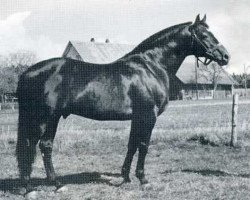 stallion Laertes 4 (Holsteiner, 1966, from Ladykiller xx)