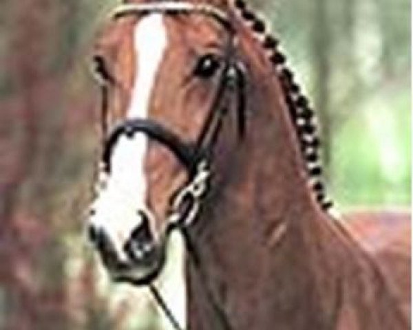 Deckhengst Hollywood (Koninklijk Warmbloed Paardenstamboek Nederland (KWPN), 1989, von Jasper)
