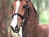 stallion Hollywood (Dutch Warmblood, 1989, from Jasper)