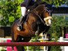 stallion Ojasper (KWPN (Royal Dutch Sporthorse), 1996, from Hollywood)
