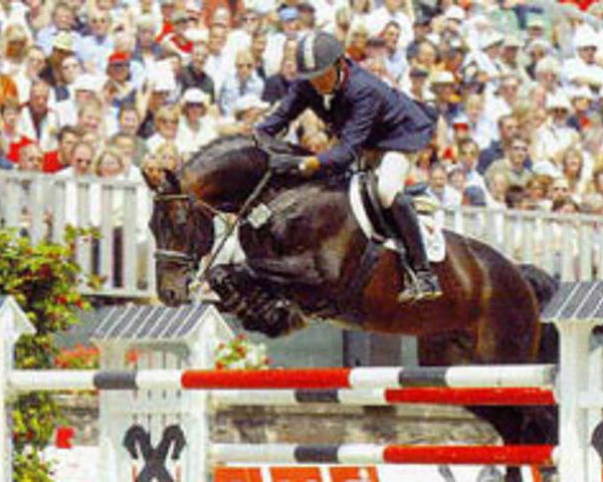 Deckhengst San Juan (Hannoveraner, 1992, von Sandro)