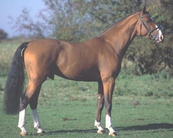 stallion Go on Top (Hanoverian, 2000, from Graf Top)