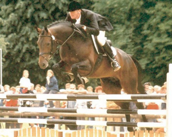 horse Lehnbach (Holsteiner, 1994, from Landgraf I)
