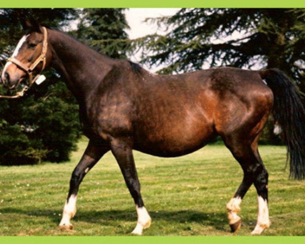 broodmare Geisha N (Selle Français, 1972, from Night and Day xx)