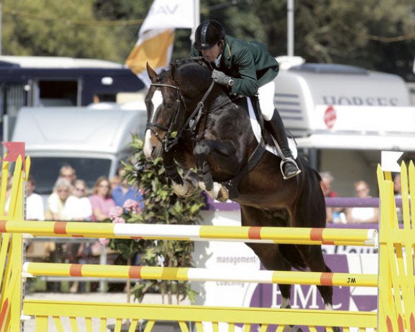 stallion Pessoa VDL (KWPN (Royal Dutch Sporthorse), 1997, from Animo)