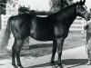 stallion Roberto xx (Thoroughbred, 1969, from Hail to Reason xx)
