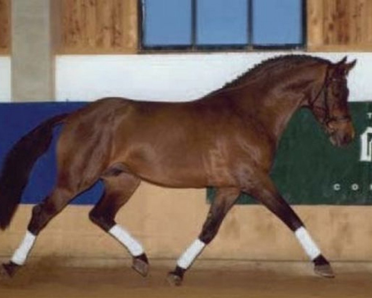stallion Laretto Diavolo (Oldenburg, 1987, from Landadel)