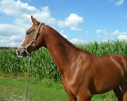 dressage horse Pelegrinius 3 (Westphalian, 2002, from Pelegrinius)