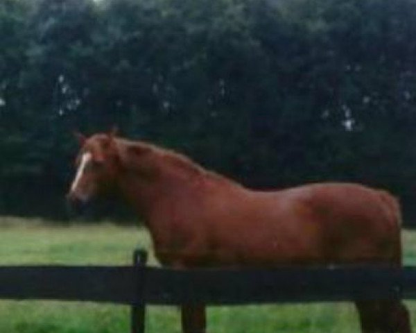 Zuchtstute Weidyfleur (Koninklijk Warmbloed Paardenstamboek Nederland (KWPN), 1980, von Heidelberg)