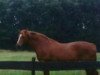broodmare Weidyfleur (KWPN (Royal Dutch Sporthorse), 1980, from Heidelberg)