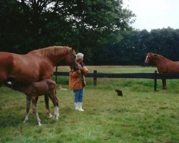 Zuchtstute Maifleur (Koninklijk Warmbloed Paardenstamboek Nederland (KWPN), 1994, von Gershwin)