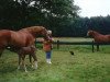 broodmare Maifleur (KWPN (Royal Dutch Sporthorse), 1994, from Gershwin)