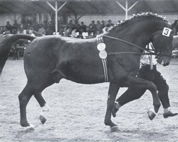Pferd Marder (Holsteiner, 1949, von Makler I)