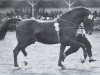 Pferd Marder (Holsteiner, 1949, von Makler I)