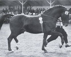 Deckhengst Marder (Holsteiner, 1949, von Makler I)