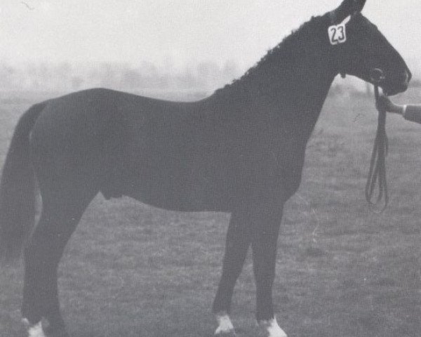 stallion Mandarin (Holsteiner, 1956, from Marder)