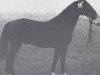 horse Mandarin (Holsteiner, 1956, from Marder)