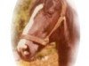 horse Urbine (Holsteiner, 1960, from Mandarin)