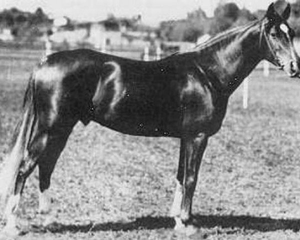 stallion Piolun 1934 ox (Arabian thoroughbred, 1934, from Koheilan VIII 1922 ox)