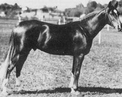 stallion Piolun 1934 ox (Arabian thoroughbred, 1934, from Koheilan VIII 1922 ox)